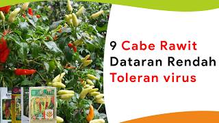 9 Cabe Rawit Dataran Rendah dan Toleran Virus