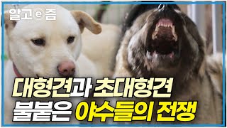 붙으면 그 누구도 말릴 수 없다! 거대한 대형견들의 끊이지 않는 전쟁에 등 터지는 보호자들│세상에 나쁜 개는 없다│알고e즘