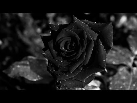 40 hình ảnh hoa hồng đen đẹp và ý nghĩa