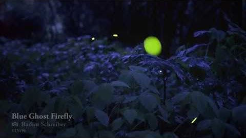 Enigmatic Blue Ghost Fireflies - Rare Footage