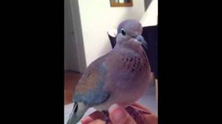 My tame laughing dove
