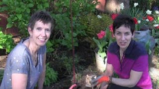 Episode 117-How to Plant Dahlia Tubers