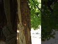 🐿️ squirrel buddies up close... #simplysquirrel #squirrelcolony #Papasquirrel