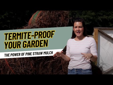 Video: Zieht Mulch Termiten an?