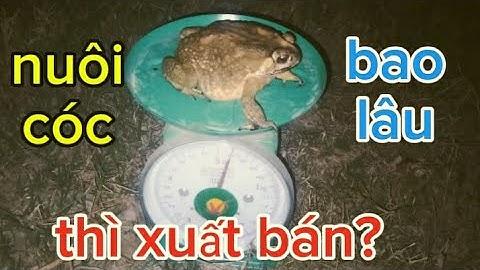 nơi chia sẻ kinh nghiệm nuôi cóc, cóc nuôi bao lâu và đạt trọng lượng bao nhiêu có thể xuất bán