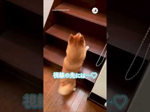 ワンコ「毎朝こんな感じです♡」|PECO