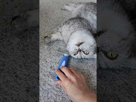 빗질 좋아하는 호두 빗에 부비부비 귀여워 ㅋ #고양이일상 #cat #cutecat #shorts