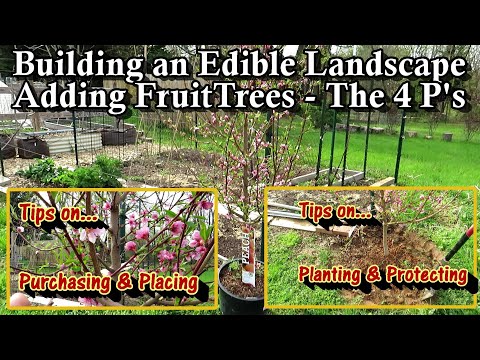 Video: Peach 'Pix Zee' Cultivar: Loj hlob Pix Zee Miniature Peach Tree