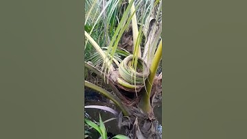 Cây dừa đôc lạ giá 1,5 tỷ