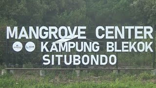 Wisata Edukasi Tanaman Mangrove dan Burung Blekok