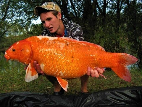 petco hours Top 10 aquarium fish that grows Big