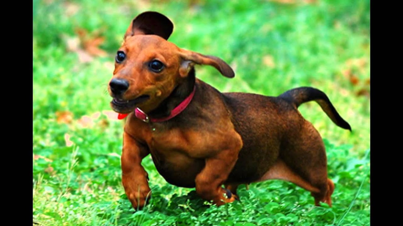 Cães da Raça Salsicha YouTube Cães da Raça Salsicha YouTube