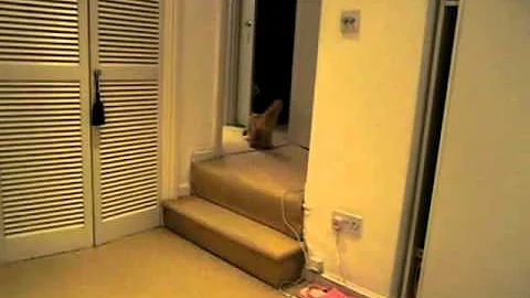 Watch the video about Caramel playing Fetch. 6 months