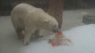 ピース１７歳、３５０人祝福 人工保育のホッキョクグマ
