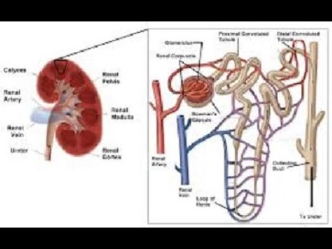 STRUCTURE OF NEPHRON - VC ACADEMY - YouTube