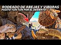 Rodeado de abejas y vboras pasito tun tun cuidado donde pises en este desierto