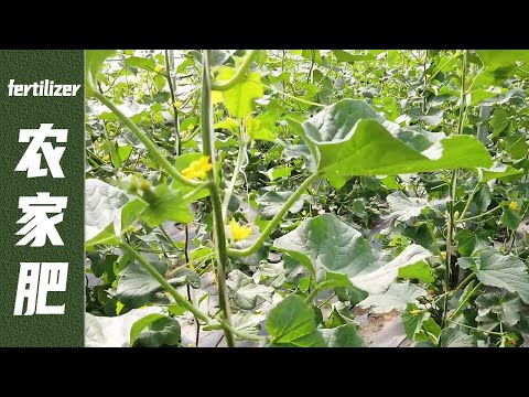 Can farmyard manure be used for growing greenhouses? The expert knew it was wrong after reading it