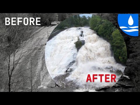 Video: Flood Evacuee i South Carolina stopper alt for at redde en hund, der var tilbage til døden