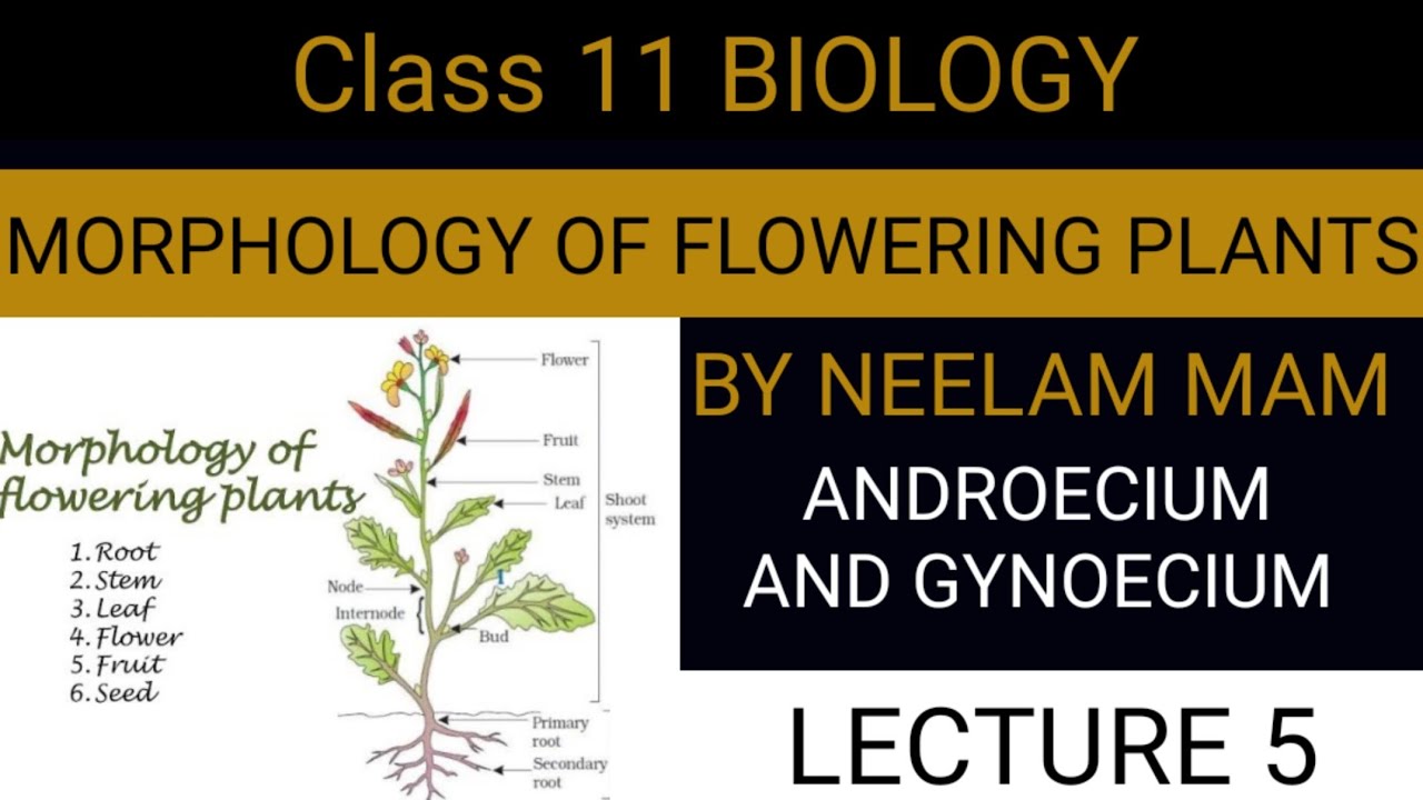 MORPHOLOGY OF FLOWERING PLANTS CLASS 11 BIOLOGY LECTURE 5 ANDROECIUM AND GYNOECIUM YouTube