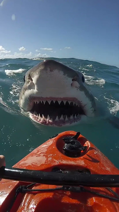 He Was Kayaking… Then a Shark Jumped Out! 😱#sharkencounters #survivalstory