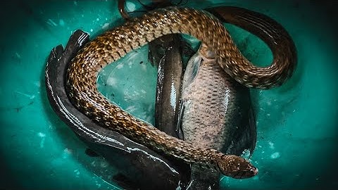 Thăm dớn dính con Rắn nước 1,3kg | Gấc Quê