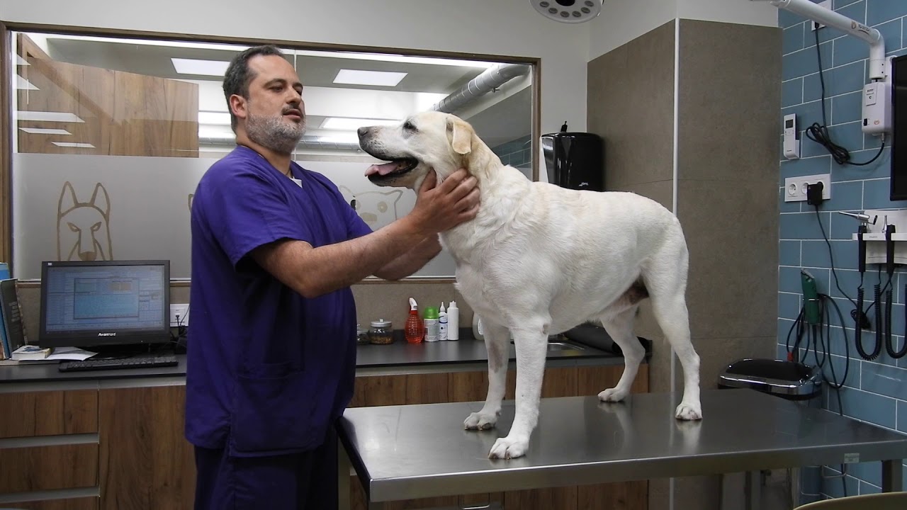Clínica veterinaria video de perros Clínica veterinaria video de perros