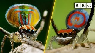 Peacock spiders, dance for your life!  BBC