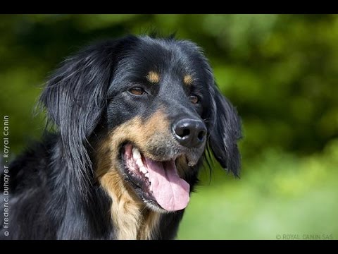 Hovawart - Raza de Perro Hovawart. Origen, Características, Alimentación, Cuidados y Curiosidades