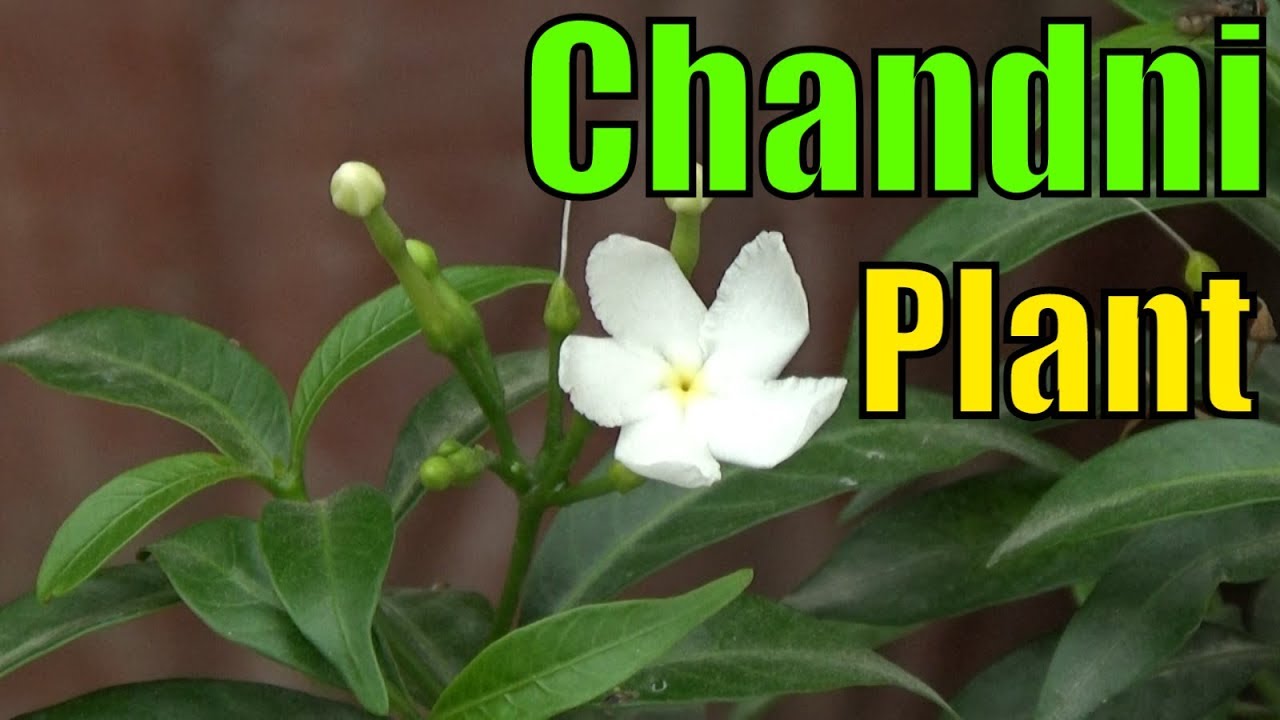 Chota Chandi Plant Kab Flowering Krta Hai