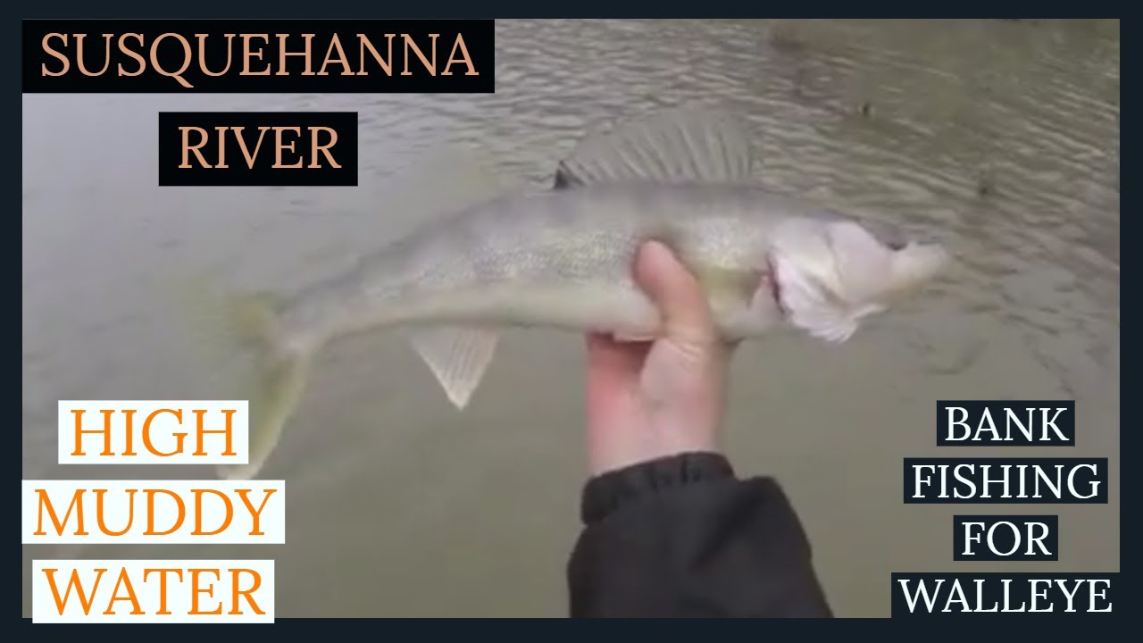 Walleye Fishing With plastics on the Susquehanna River 