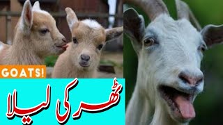 Tharki bakra// Funny video 2021