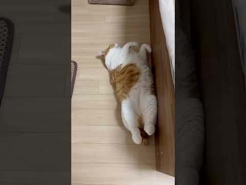 웃긴 자세로 자는 #뚱냥이 #개냥이 #고양이 <strong>조신이</strong>❤️