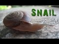 SNAIL move : Animal Video