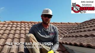 Rats in Tile Roof  Rat Removal Melbourne FL