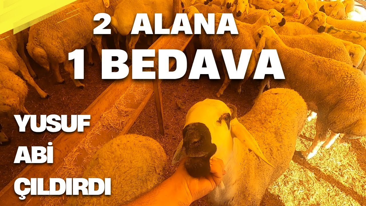 Patron Çıldırdı | 2025 Kurbanlık Fiyatları | Küçükbaş