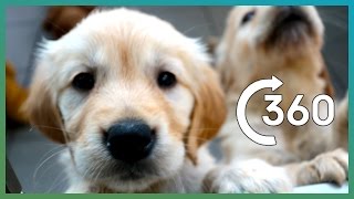 ADORABLE Puppy Guide Dogs In 360° | Earth Unplugged screenshot 1