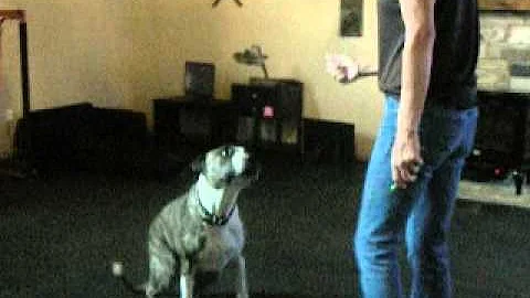 Vicki Cooper Springer    Training Junior