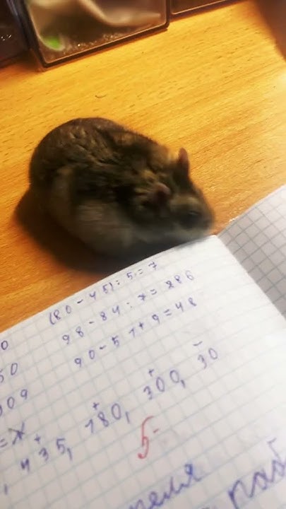 это опять хомяк 🐹 - YouTube