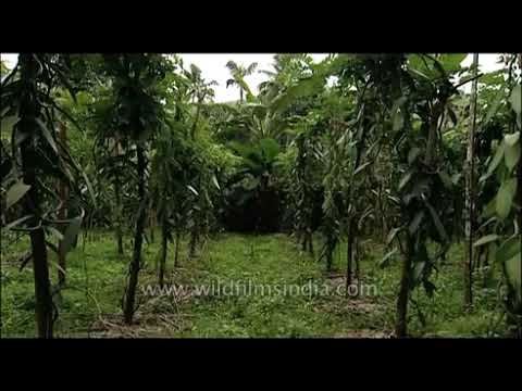 Vanilla one of the most expensive spices in the world