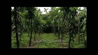 Vanilla   one of the most expensive spices in the world screenshot 5