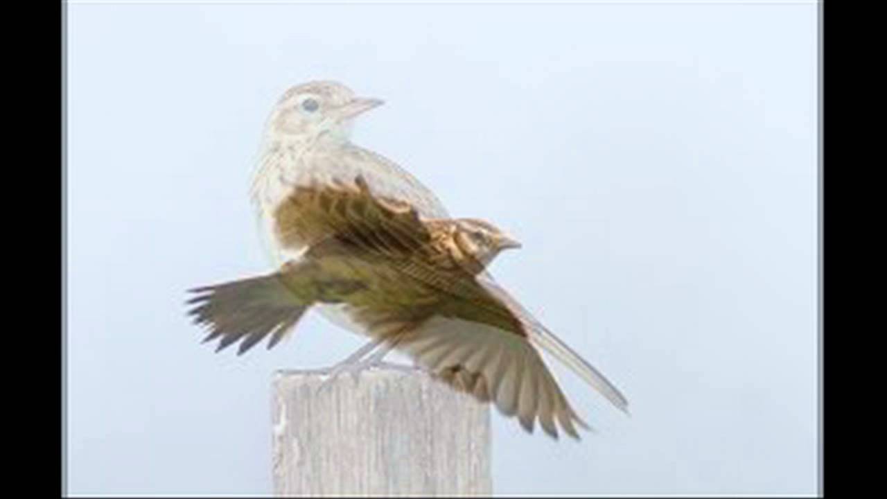 Eurasian Skylark (Alauda arvensis) sound / (صوت قنبرة الغيط (مطوق 