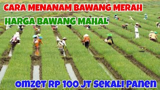 Cara Menanam Bawang Merah Raih Omset 100 Juta Dalam Budidaya Bawang Merah  Petani Muda