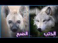 ما الفرق بين الذئب والضبع صراع الأقوياء الذئب الرمادي و ضبع رقطاء 