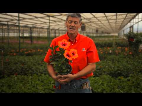 Wideo: Wskazówki dotyczące pielęgnacji roślin hibiskusa