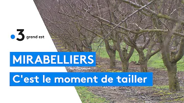 Comment reconnaître un mirabellier ?