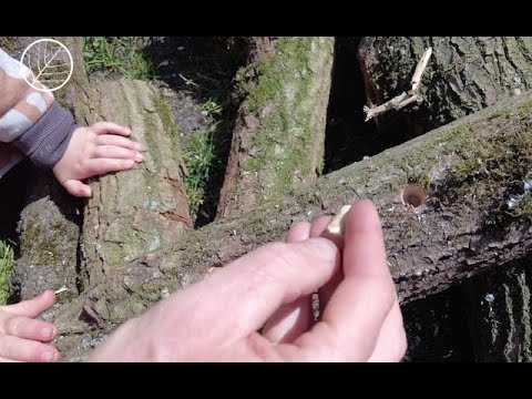 Video: Dieren shiitake-paddenstoelen slecht?