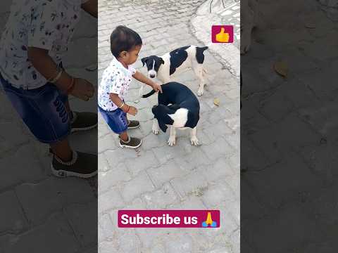 🐶⭐Tyson n Shivu ki dosti⭐💫Subscribe us🙏 #shorts #viral #subscribe #fun #love #like #anime #dog #play