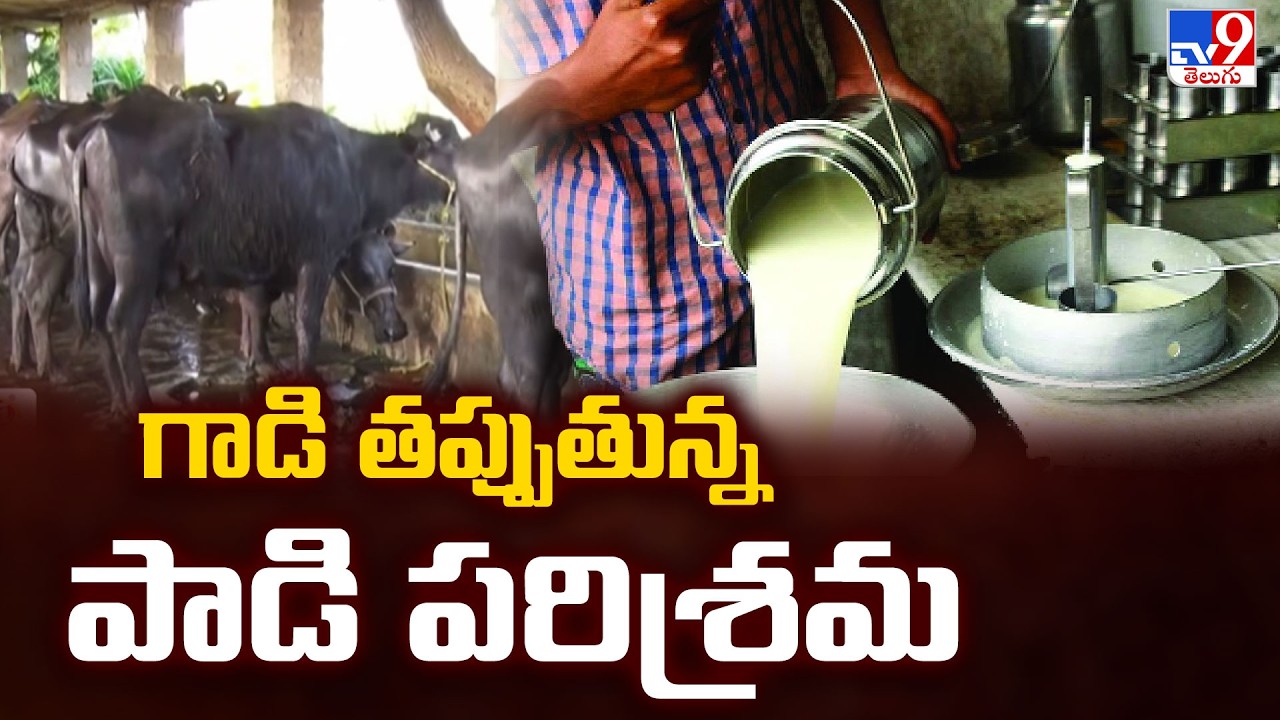 Milk Adulteration Scare : గాడి తప్పుతున్న పాడి పరిశ్రమ - TV9