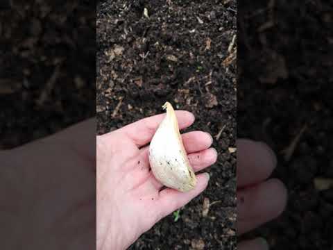 Planting Elephant garlic