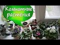 8. Мои комнатные растения. Что растет у меня на подоконнике?